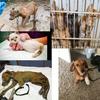 undefined ABC podcasts: The Three Puppy-Tears