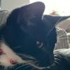 undefined Bilbo is a stinky cat