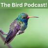 undefined Birds