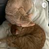 undefined Cat facts