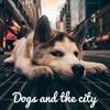 undefined 독스 앤 더시티 (Dogs and the city)
