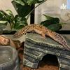 undefined Leopard Gecko Care