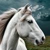 undefined The Elaine Heney Horse & Pony Audiobook Podcast