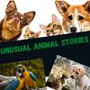 undefined Unusual Animal Stories