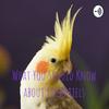 undefined What You Should Know about Cockatiels