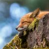 undefined Wildlife stories on the go