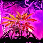 Podcast AnxietyIS-a_theif