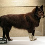 Podcast Baltimore the sled dog