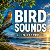 Podcast Bird Sounds in Stereo: Immersive Birdsong and Nature Ambience for Sleep, Relaxation, Meditation, and Stress Relief