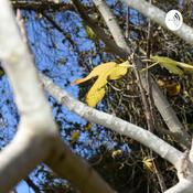 Podcast بودكاست ابداع للفنون