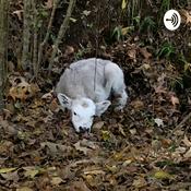 Podcast Cattle farming good and bad