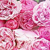 Podcast J’aime je partage