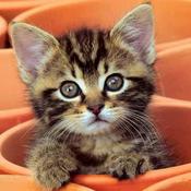 Podcast Comunicación Asertiva- C.D.