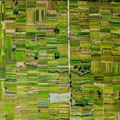 Podcast Cultivated Audio