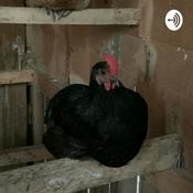 Podcast FFA Creed