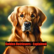 Podcast Golden Retrievers - Explained