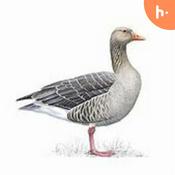 Podcast Grey Goose (Aust)
