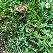 Podcast Independent Novel Project