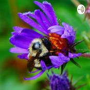 Podcast Intro to the universe