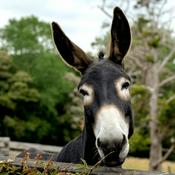 Podcast Lazy Donkey
