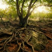 Podcast Mere Christianity, by C. S. Lewis