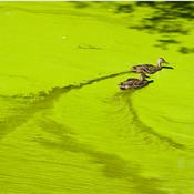 Podcast Oceans and the Stormwater Cycle