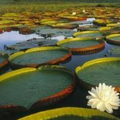 Podcast Pantanal