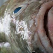 Podcast Skil fiskin!