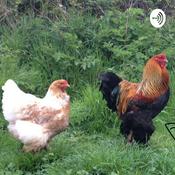 Podcast Sounds from the Countryside:Ducks!