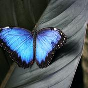 Podcast The Bold Ones