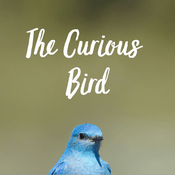 Podcast The Curious Bird