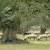 Podcast The Olive Grove Podcast