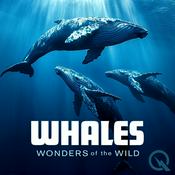 Podcast Whales