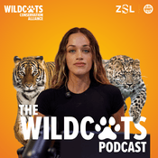 Podcast WildCats Podcast