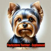 Podcast Yorkshire Terrier - Explained