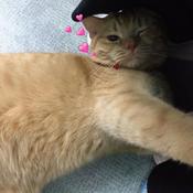 Podcast 幼游白书