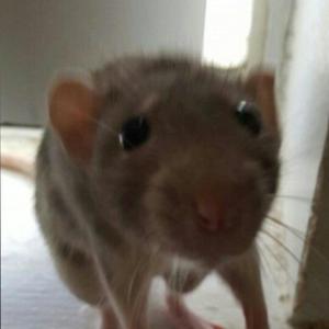 BRETAYE