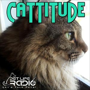 Cattitude -  The #1 Cat Podcast