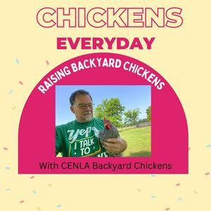 Listen to Chickens Every Day in the App
