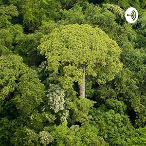 Listen to Environmentalist Interview in the App