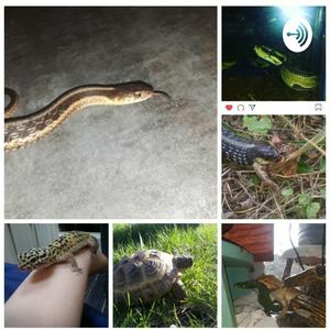 Listen to Living With Reptiles in the App