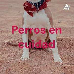 Perros en cuidad