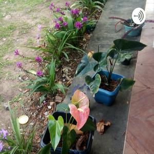 Plantas Medicinais