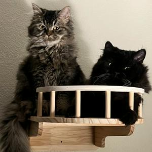 Tales Of My Two Cats Timmy And Talia