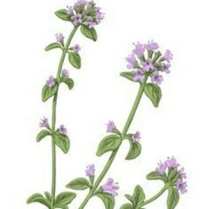 Tea Thyme Radio
