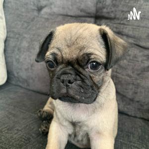 The FNO podcast